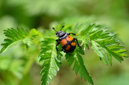 Wald