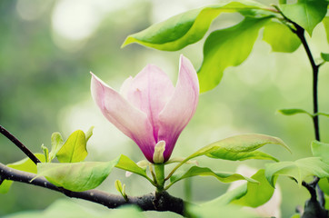 Blossoming of pink magnolia flowers in spring time, floral seasonal background