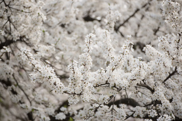Apricot tree flower with buds and blossoms blooming at springtime, vintage retro floral background
