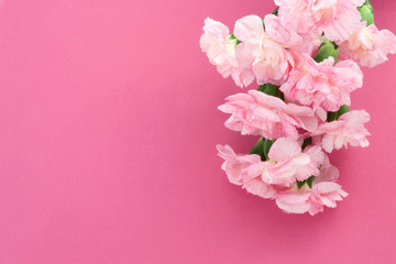 Bouquet of pink Carnations on a pink background. Mother's Day greeting card. Flower Gift.