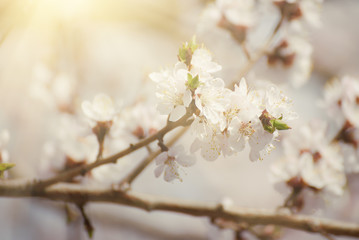 Apricot tree flower with buds and blossoms blooming at springtime, vintage retro floral background with sun rays