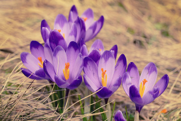 Beautiful violet crocuses flower growing in the dry yellow grass, the first sign of spring. Seasonal easter natural background.