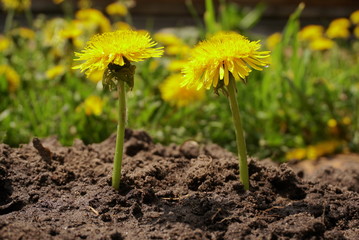 Two dandelion flowers young sprout makes the way through sand