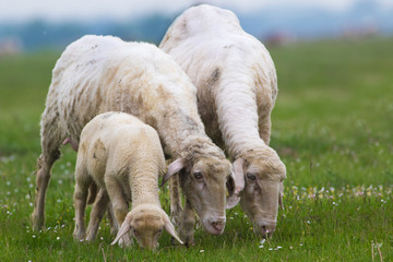 Lamb and two sheep are graze