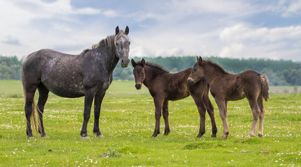 Mare and two foal on the meadow