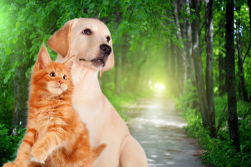 Cat and dog together, maine coon kitten, golden retriever looks at right in front of green trees