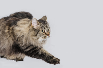 Cat with magnificent gray fur and beautiful intelligent eyes