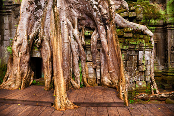 Ta Prohm temple. Ancient Khmer architecture under the giant roots of a Spung tree at Angkor Wat complex, Siem Reap, Cambodia.