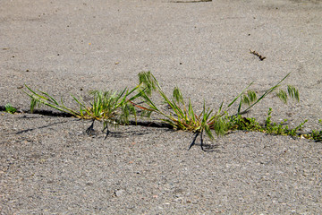 Green plants growing in cracked asphalt road texture