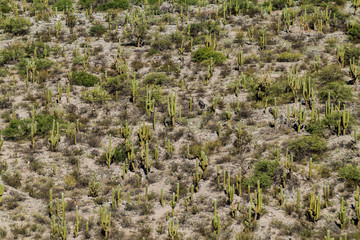 Fototapeta na wymiar Cardon cacti near Quilmes ruins, Argentina
