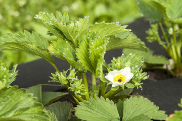 Strawberry blossom elsanta