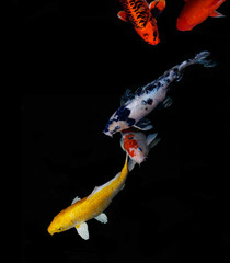 Koi carp fish