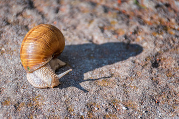 Snail moving slowly on the rock in the green grass