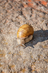 Snail moving slowly on the rock in the green grass