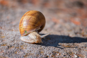 Snail moving slowly on the rock in the green grass