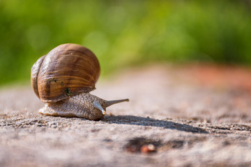 Snail moving slowly on the rock in the green grass