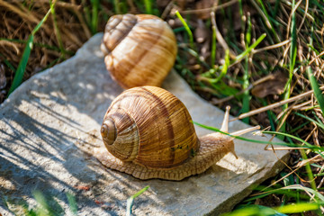 Snails climbing on the rock in the green grass