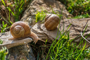 Snails climbing on the rock in the green grass