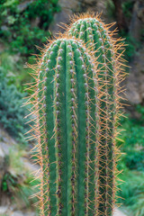 Big cactus near Cafayate, Argentina