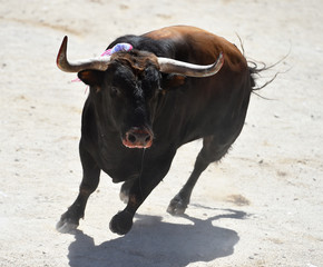 bull