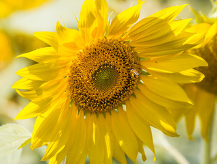 Sunflower and bee sucking nectar