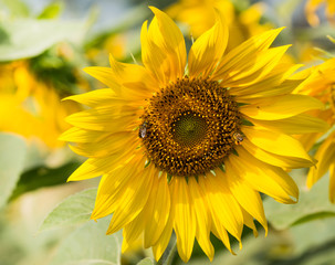 Fototapeta premium Sunflower and bee sucking nectar