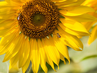 Fototapeta premium Sunflower and bee sucking nectar