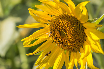 Sunflower and bee sucking nectar