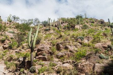 Obraz premium Cacti in Quebrada del Colorado canyon near Cafayate, Argentina
