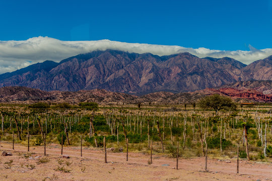 Vineyard Near Cafayate, Argentina.