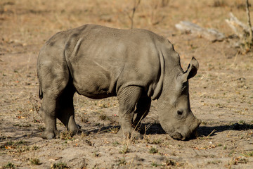 Obraz premium Baby Rhino, South Africa