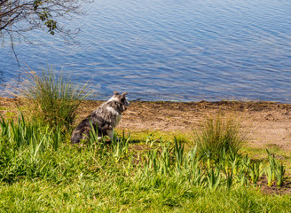 Walkers dog enjoying a welcome rest from its walk in the beautiful late spring sunshine over Pickmere Lake, Knutsford, Cheshire, UK