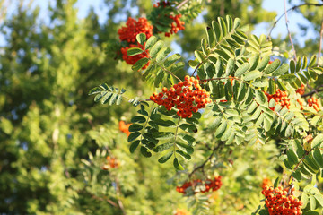 Background for postcard summer day