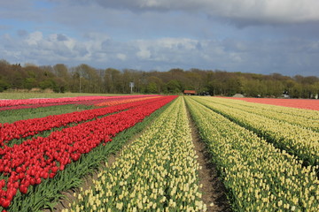 Tulips in a field