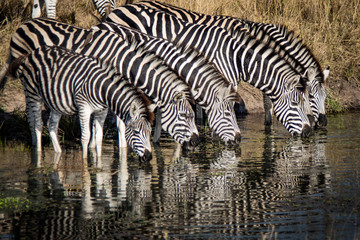 Fototapeta na wymiar Dazzle of Zebra at the Watering Hole