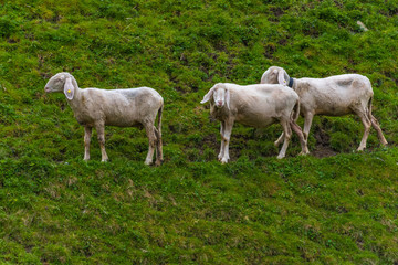 Obraz na płótnie Canvas Schafe beim Grasen in den Bergen
