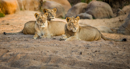 Lion Pride On The Lookout