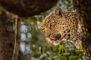 Londolozi Leopard in a Tree