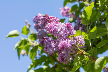 Fototapeta na wymiar Spring background art with purple lilac branch. Sunny day. Blue sky. Spring flowers. Beautiful orchard. Abstract blurred background. Shallow depth of field. Copy space.