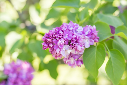 Beautiful blooming purple lilac branch