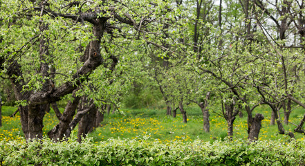 Fototapeta na wymiar Orchard on a lawn in the spring.