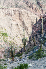 Obraz premium Steep hill covered by cacti near Tilcara village, Argentina