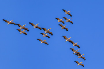 white pelicans in flight