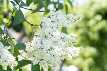 Spring background art with white lilac branch. Sunny day. Blue sky. Spring flowers. Beautiful orchard. Street blurred background. Shallow depth of field. Copy space.