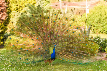 Obraz premium Peacock with open colorful tail. Beautiful peacock displaying his plumage. Portrait of peacock with feathers out.
