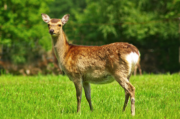 Female fallow deer in winter coat