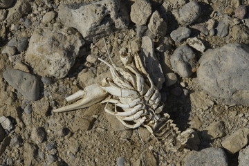 Dead crab