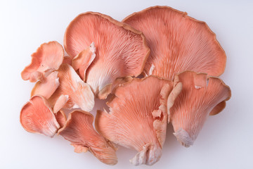 Pink Oyster Mushrooms