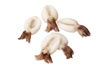 cuttlefish