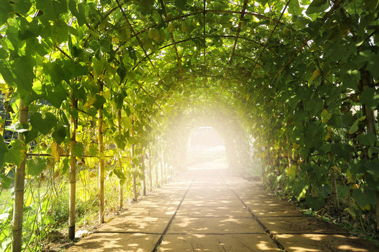 Tunnel in beautiful fruit orchard.